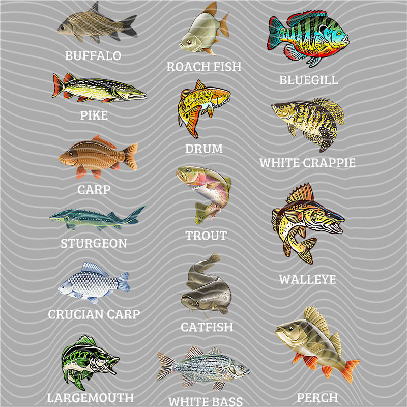 Fishing Series-DY 20